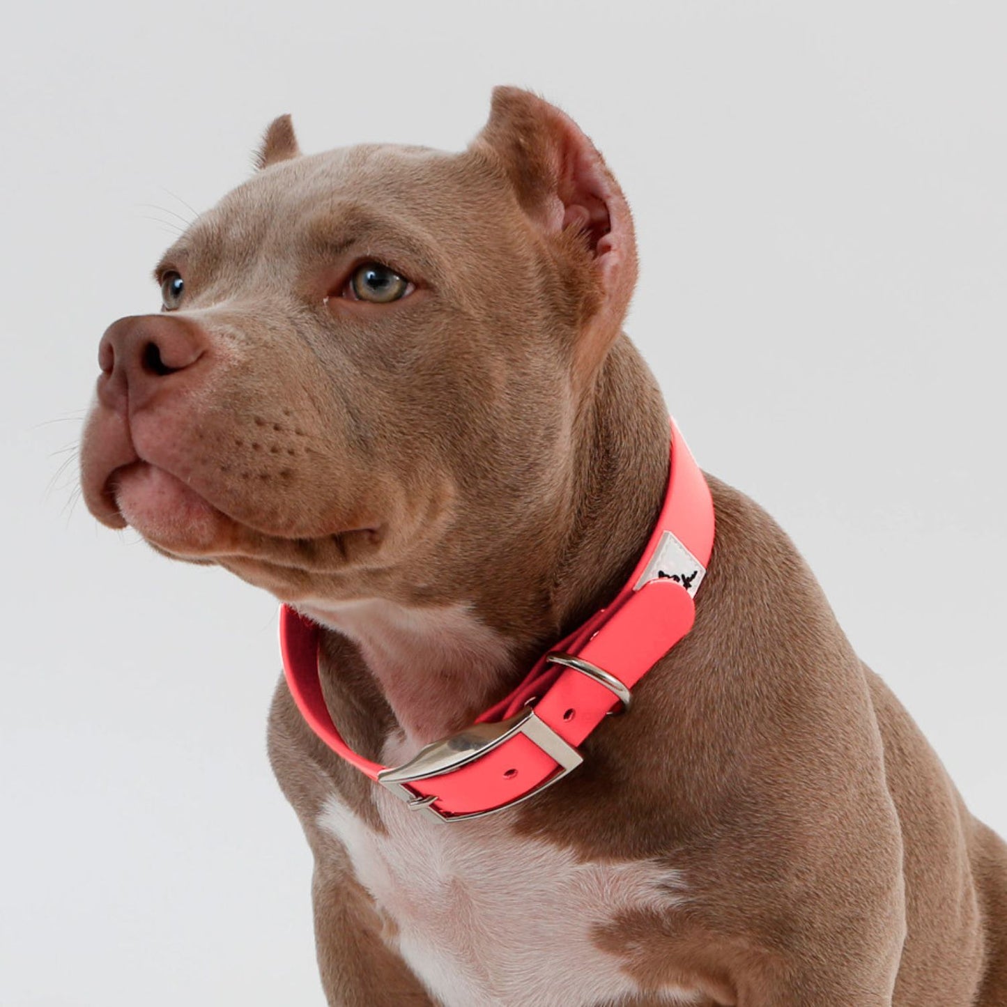 Neon Pink Dog Collar